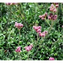 Kattefod 'Rubra' Antennaria Dioca 'Rubra' 10 Cm. Potte -Sirius Butik mi10384 antennaria dioica rubra 6847