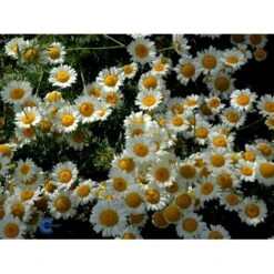 Farve-Gåseurt Anthemis Tinctoria 'Sauce Hollandaise' 1 Liter Potte