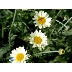 Farve-Gåseurt Anthemis Tinctoria 'Sauce Hollandaise' 1 Liter Potte -Sirius Butik mi10401 anthemis tinctoria sauce hollandaise 423f