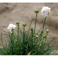 Engelsk Græs 'Alba' Armeria Maritima 'Alba' 10 Cm. Potte