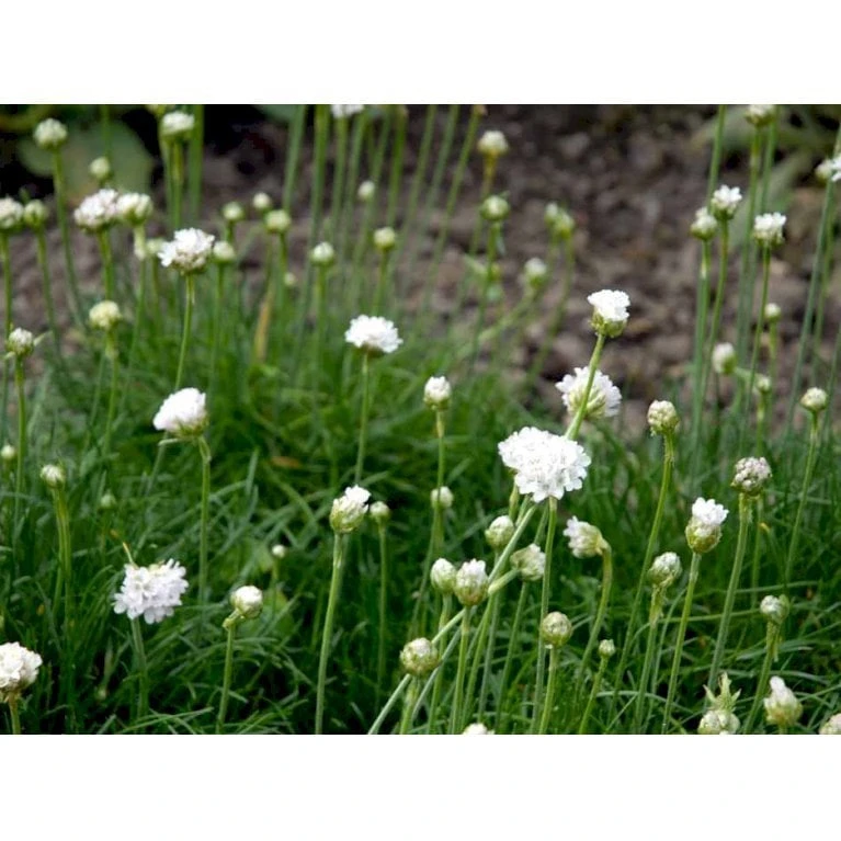 Engelsk Græs 'Alba' Armeria Maritima 'Alba' 10 Cm. Potte 3 Engelsk Græs 'Alba' Armeria Maritima 'Alba' 10 Cm. Potte - Billede 3