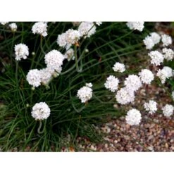 Engelsk Græs 'Alba' Armeria Maritima 'Alba' 10 Cm. Potte 8 Engelsk Græs 'Alba' Armeria Maritima 'Alba' 10 Cm. Potte -Sirius Butik mi10483 armeria maritima alba e167