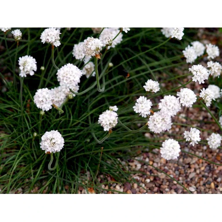 Engelsk Græs 'Alba' Armeria Maritima 'Alba' 10 Cm. Potte 4 Engelsk Græs 'Alba' Armeria Maritima 'Alba' 10 Cm. Potte - Billede 4