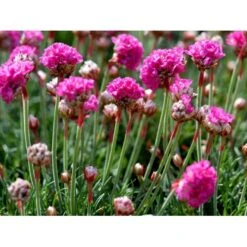 Engelsk Græs 'Düsseldorfer Stolz' Armeria Martima 'Düsseldorfter Stoltz' 10 Cm. Potte -Sirius Butik mi10487 armeria maritima duesseldorfer stolz 10f4