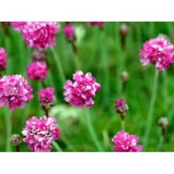 Engelsk Græs 'Düsseldorfer Stolz' Armeria Martima 'Düsseldorfter Stoltz' 10 Cm. Potte -Sirius Butik mi10487 armeria maritima duesseldorfer stolz 11e2
