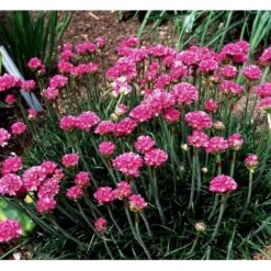 Engelsk Græs 'Düsseldorfer Stolz' Armeria Martima 'Düsseldorfter Stoltz' 10 Cm. Potte -Sirius Butik mi10487 armeria maritima duesseldorfer stolz 2629
