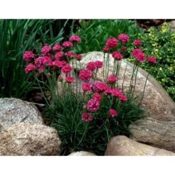 Engelsk Græs 'Düsseldorfer Stolz' Armeria Martima 'Düsseldorfter Stoltz' 10 Cm. Potte -Sirius Butik mi10487 armeria maritima duesseldorfer stolz ce22