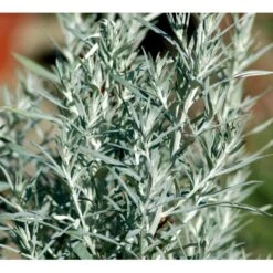 Opret Sølvbynke Artemisia Ludovioiana 'Silver Queen' 1 Liter Potte -Sirius Butik mi10509 artemisia ludoviciana silver queen 54c6
