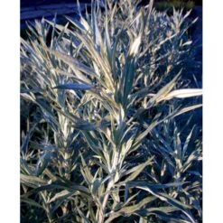 Opret Sølvbynke Artemisia Ludovioiana 'Silver Queen' 1 Liter Potte -Sirius Butik mi10509 artemisia ludoviciana silver queen 9c96