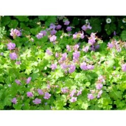 Engelsk Storkenæb 'Cambridge' Geranium Cantabrigiense 'Cambridge' 10 Cm. Potte -Sirius Butik mi1052 geranium cantabrigiense cambridge 22fa