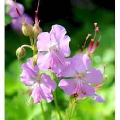 Engelsk Storkenæb 'Cambridge' Geranium Cantabrigiense 'Cambridge' 10 Cm. Potte -Sirius Butik mi1052 geranium cantabrigiense cambridge 9435