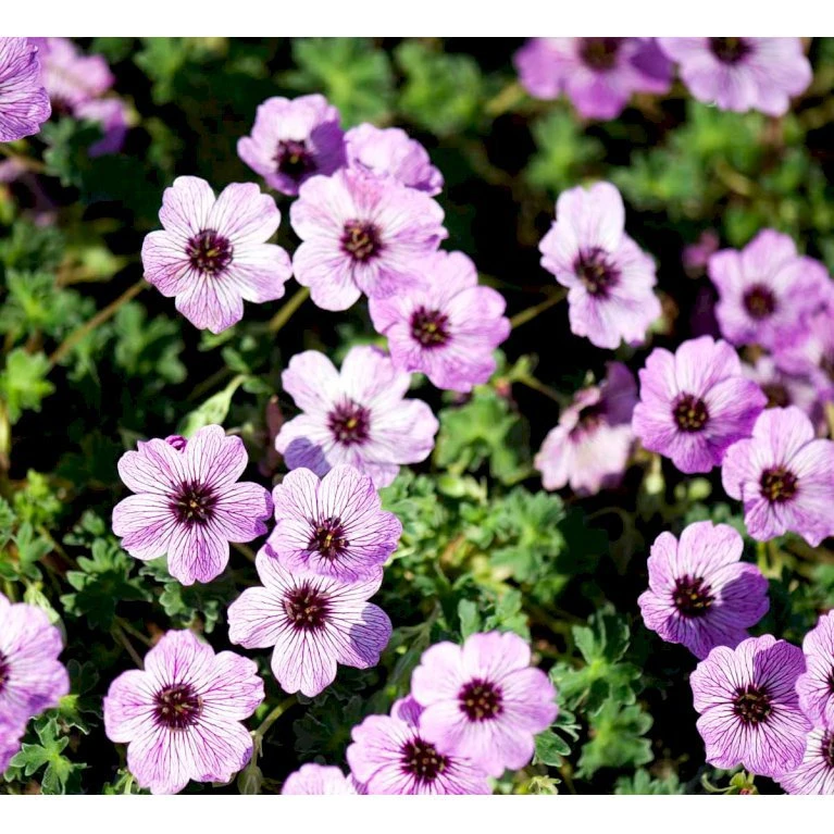 Storkenæb 'Ballerina' Geranium Cinereum 'Ballerina' 10 Cm. Potte 1 Storkenæb 'Ballerina' Geranium Cinereum 'Ballerina' 10 Cm. Potte
