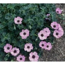 Storkenæb 'Ballerina' Geranium Cinereum 'Ballerina' 10 Cm. Potte 21 Storkenæb 'Ballerina' Geranium Cinereum 'Ballerina' 10 Cm. Potte -Sirius Butik mi1053 geranium cinereum ballerina 1197
