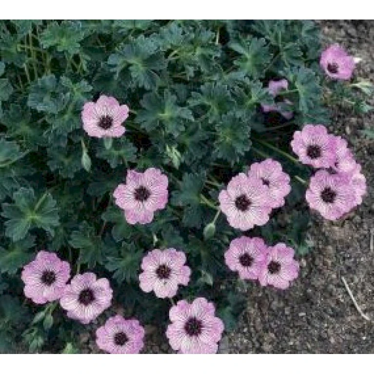Storkenæb 'Ballerina' Geranium Cinereum 'Ballerina' 10 Cm. Potte 11 Storkenæb 'Ballerina' Geranium Cinereum 'Ballerina' 10 Cm. Potte - Billede 11