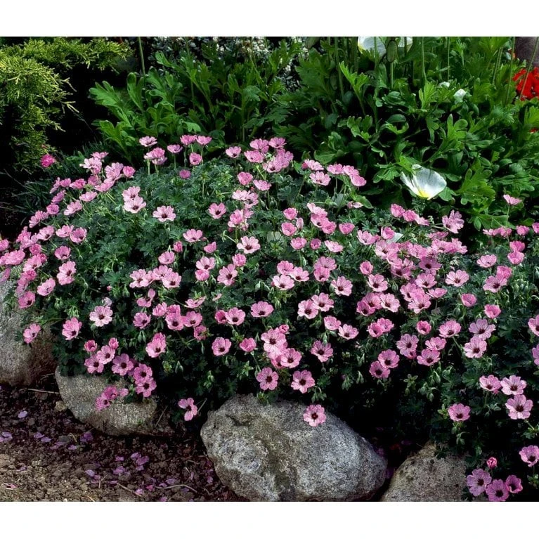 Storkenæb 'Ballerina' Geranium Cinereum 'Ballerina' 10 Cm. Potte 10 Storkenæb 'Ballerina' Geranium Cinereum 'Ballerina' 10 Cm. Potte - Billede 10