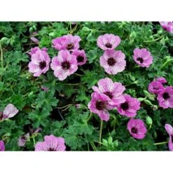 Storkenæb 'Ballerina' Geranium Cinereum 'Ballerina' 10 Cm. Potte 14 Storkenæb 'Ballerina' Geranium Cinereum 'Ballerina' 10 Cm. Potte -Sirius Butik mi1053 geranium cinereum ballerina 53eb