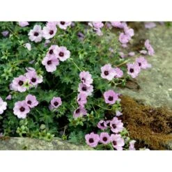 Storkenæb 'Ballerina' Geranium Cinereum 'Ballerina' 10 Cm. Potte 18 Storkenæb 'Ballerina' Geranium Cinereum 'Ballerina' 10 Cm. Potte -Sirius Butik mi1053 geranium cinereum ballerina 70e0