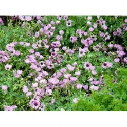Storkenæb 'Ballerina' Geranium Cinereum 'Ballerina' 10 Cm. Potte 17 Storkenæb 'Ballerina' Geranium Cinereum 'Ballerina' 10 Cm. Potte -Sirius Butik mi1053 geranium cinereum ballerina 73a4
