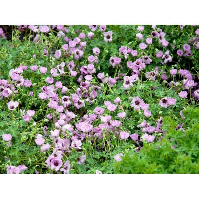 Storkenæb 'Ballerina' Geranium Cinereum 'Ballerina' 10 Cm. Potte 7 Storkenæb 'Ballerina' Geranium Cinereum 'Ballerina' 10 Cm. Potte - Billede 7