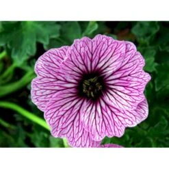 Storkenæb 'Ballerina' Geranium Cinereum 'Ballerina' 10 Cm. Potte 13 Storkenæb 'Ballerina' Geranium Cinereum 'Ballerina' 10 Cm. Potte -Sirius Butik mi1053 geranium cinereum ballerina e43b