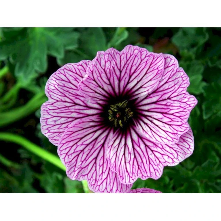 Storkenæb 'Ballerina' Geranium Cinereum 'Ballerina' 10 Cm. Potte 3 Storkenæb 'Ballerina' Geranium Cinereum 'Ballerina' 10 Cm. Potte - Billede 3