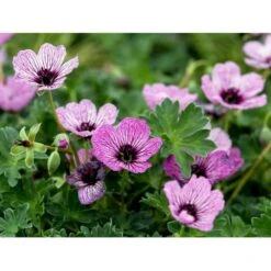 Storkenæb 'Ballerina' Geranium Cinereum 'Ballerina' 10 Cm. Potte 19 Storkenæb 'Ballerina' Geranium Cinereum 'Ballerina' 10 Cm. Potte -Sirius Butik mi1053 geranium cinereum ballerina e792