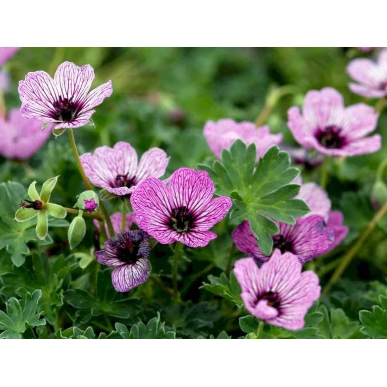 Storkenæb 'Ballerina' Geranium Cinereum 'Ballerina' 10 Cm. Potte 9 Storkenæb 'Ballerina' Geranium Cinereum 'Ballerina' 10 Cm. Potte - Billede 9
