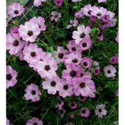 Storkenæb 'Ballerina' Geranium Cinereum 'Ballerina' 10 Cm. Potte 16 Storkenæb 'Ballerina' Geranium Cinereum 'Ballerina' 10 Cm. Potte -Sirius Butik mi1053 geranium cinereum ballerina f51a