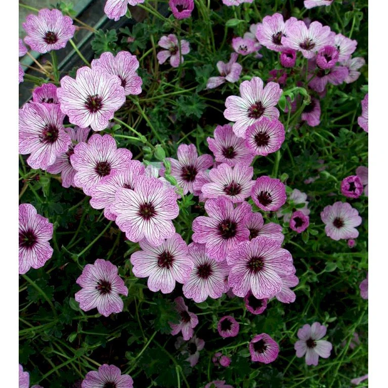 Storkenæb 'Ballerina' Geranium Cinereum 'Ballerina' 10 Cm. Potte 6 Storkenæb 'Ballerina' Geranium Cinereum 'Ballerina' 10 Cm. Potte - Billede 6