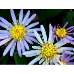 Japansk Asters 'Asran' Aster Ageratoides 'Asran' 1 Liter Potte -Sirius Butik mi10543 aster ageratoides asran 16e7