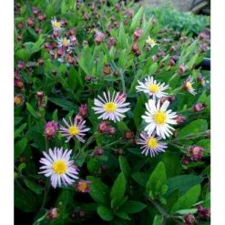 Japansk Asters 'Asran' Aster Ageratoides 'Asran' 1 Liter Potte -Sirius Butik mi10543 aster ageratoides asran 1cce