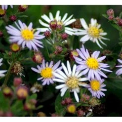 Japansk Asters 'Asran' Aster Ageratoides 'Asran' 1 Liter Potte