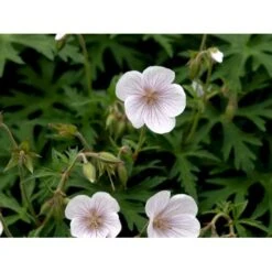 Storkenæb 'Kashmir White' Geranium Clarkei 'Kashmir White' 1 Liter Potte -Sirius Butik mi1054 geranium clarkei kashmir white 9919
