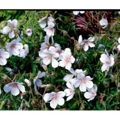 Storkenæb 'Kashmir White' Geranium Clarkei 'Kashmir White' 1 Liter Potte -Sirius Butik mi1054 geranium clarkei kashmir white ac99