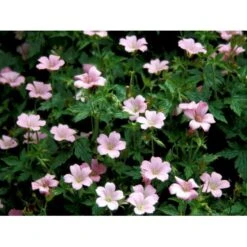 Storkenæb 'Rose Clair' Geranium Oxonianum 'Rose Clair' 10 Cm. Potte -Sirius Butik mi1056 geranium oxonianum rose clair 3154