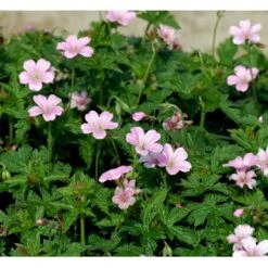 Storkenæb 'Rose Clair' Geranium Oxonianum 'Rose Clair' 10 Cm. Potte -Sirius Butik mi1056 geranium oxonianum rose clair 9d4a