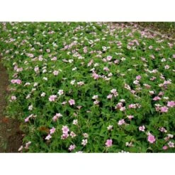 Storkenæb 'Rose Clair' Geranium Oxonianum 'Rose Clair' 10 Cm. Potte -Sirius Butik mi1056 geranium oxonianum rose clair b8bb