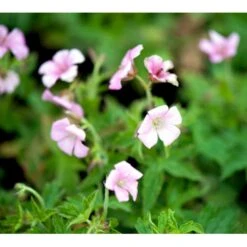 Storkenæb 'Rose Clair' Geranium Oxonianum 'Rose Clair' 10 Cm. Potte -Sirius Butik mi1056 geranium oxonianum rose clair df8b