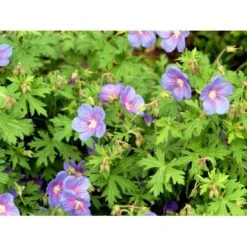 Himalaya-Storkenæb 'Gravetye' Geranium Himalayense 'Gravetye' 1 Liter Potte -Sirius Butik mi1057 geranium himalayense gravetye 3302