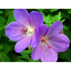 Himalaya-Storkenæb 'Gravetye' Geranium Himalayense 'Gravetye' 1 Liter Potte -Sirius Butik mi1057 geranium himalayense gravetye e2df
