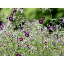 Bølgekronet Storkenæb Geranium Phaeum 1 Liter Potte -Sirius Butik mi1060 geranium phaeum 4e43