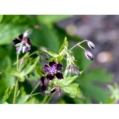 Bølgekronet Storkenæb Geranium Phaeum 1 Liter Potte -Sirius Butik mi1060 geranium phaeum b229