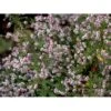 Sommerens Farvel 'Horizontalis' Aster Lateriflorus 'Horizontalis' 1 Liter Potte