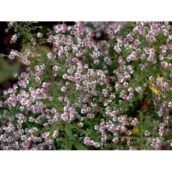 Sommerens Farvel 'Horizontalis' Aster Lateriflorus 'Horizontalis' 1 Liter Potte