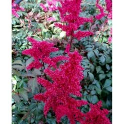 Astilbe 'Fanal' Astilbe Arendsii-hybrid 'Fanal' 1 Liter Potte -Sirius Butik mi10667 astilbe arendsii fanal 46ac