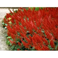 Astilbe 'Fanal' Astilbe Arendsii-hybrid 'Fanal' 1 Liter Potte -Sirius Butik mi10667 astilbe arendsii fanal 4b87