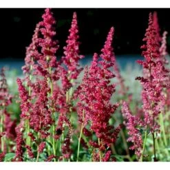 Astilbe 'Fanal' Astilbe Arendsii-hybrid 'Fanal' 1 Liter Potte -Sirius Butik mi10667 astilbe arendsii fanal d53a