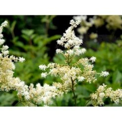 Astilbe 'Brautschleir' Astilbe Arendsii 'brautschleir'' 1 Liter Potte -Sirius Butik mi10669 astilbe brautschleier 8593