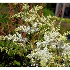 Astilbe 'Brautschleir' Astilbe Arendsii 'brautschleir'' 1 Liter Potte -Sirius Butik mi10669 astilbe brautschleier 9281