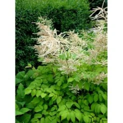 Astilbe 'Brautschleir' Astilbe Arendsii 'brautschleir'' 1 Liter Potte -Sirius Butik mi10669 astilbe brautschleier a585